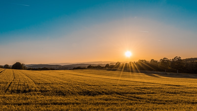 Agricultural commodity field